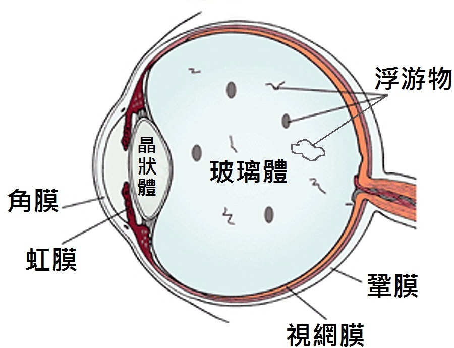 眼球示意圖